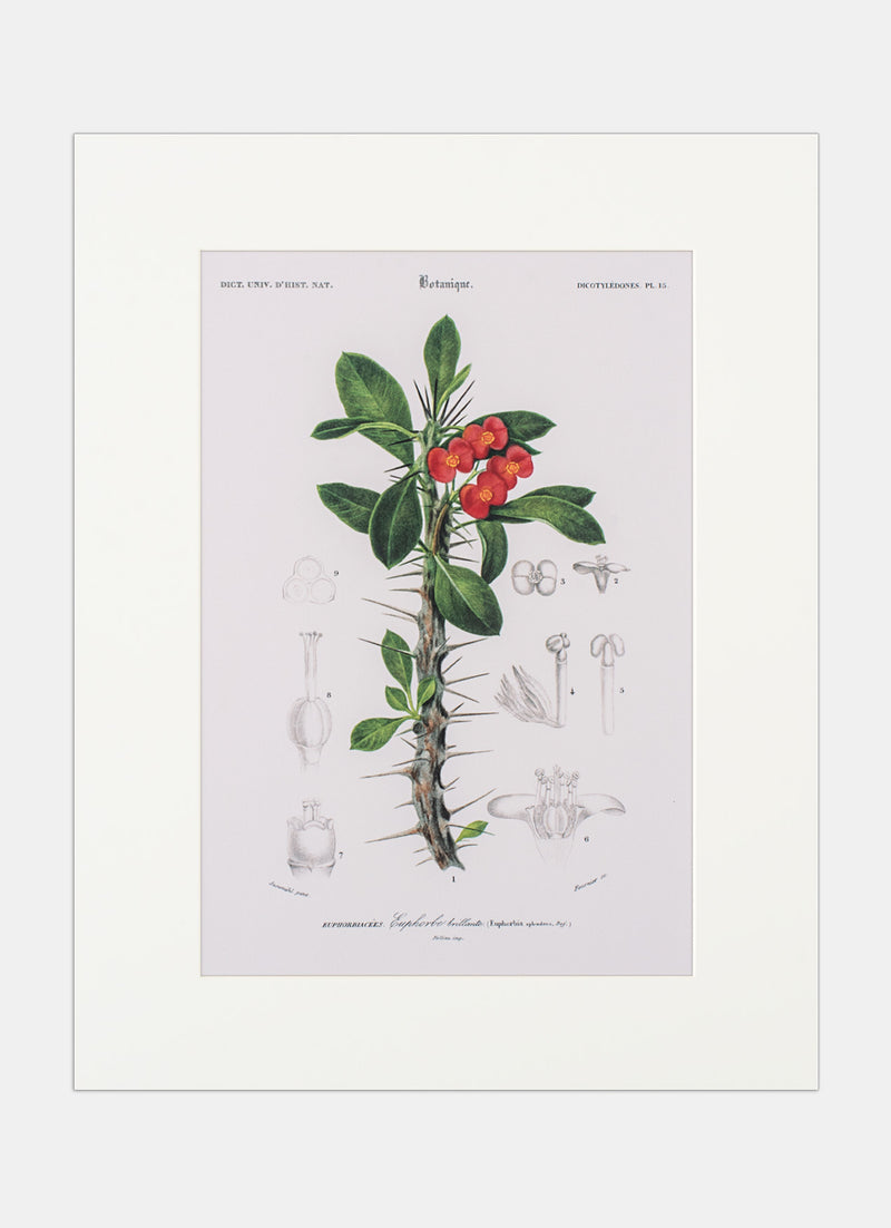 Repro Lithograph - Euphorbiacees