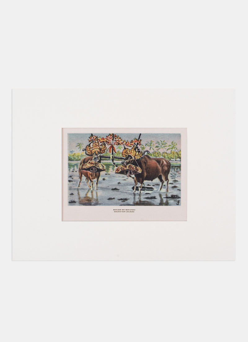 Repro Chromolithograph - Kerapan-Sapi (Kaleles)