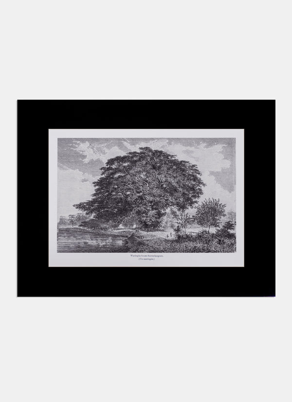 Repro Engraving -  Waringin-boom Soeroelangoen