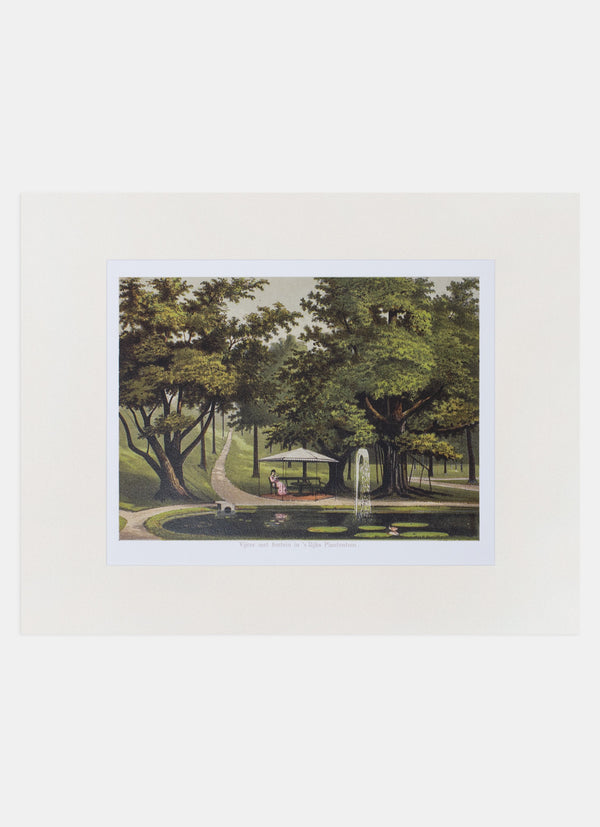 Repro Lithograph - Vijver Met Fontein In S Rijks Plantentuin