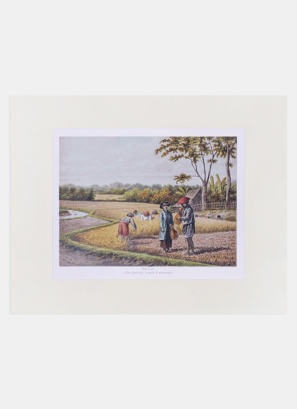 Repro Lithograph - Rijstoogst