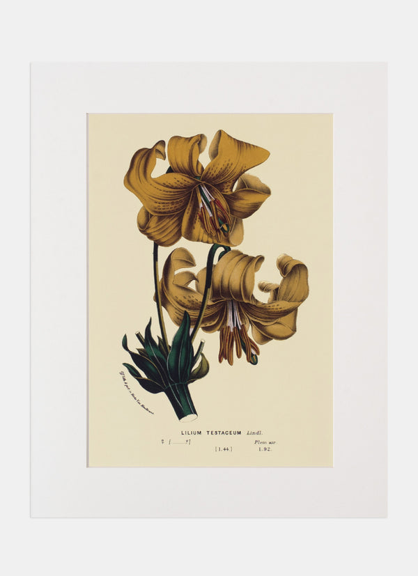 Repro Lithograph - Lilium Testaceum