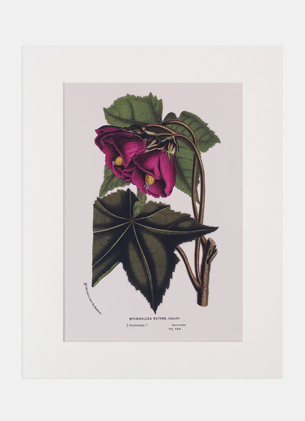 Repro Lithograph - Sphaeralcea Nutans