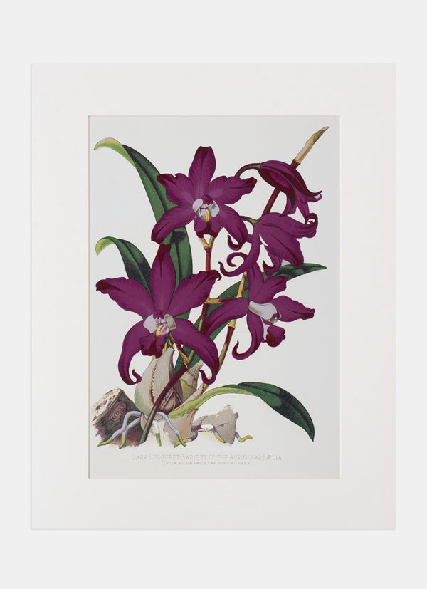 Repro Lithograph - Dark Coloured Variety Of The Autumnal Laelia