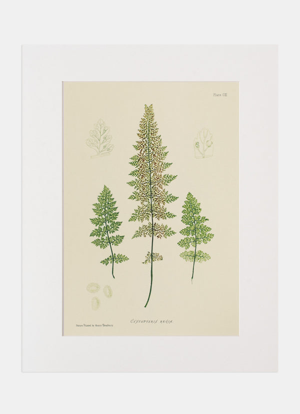 Repro Lithograph - Cystopteris Regia