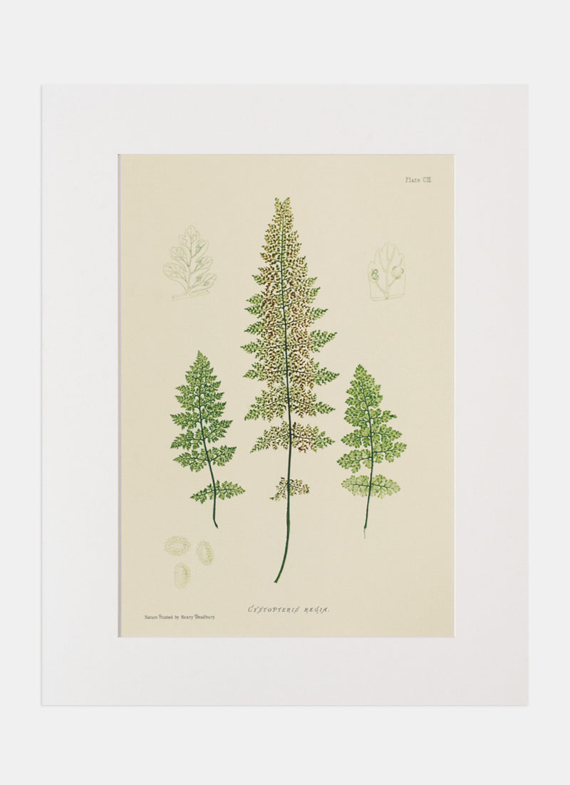 Repro Lithograph - Cystopteris Regia