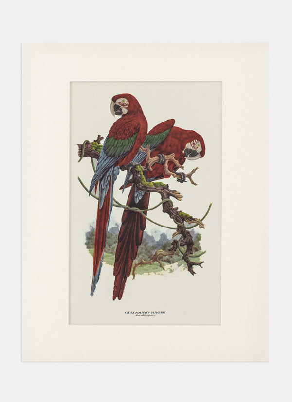 Repro Lithograph - Guacamayo-Macaw