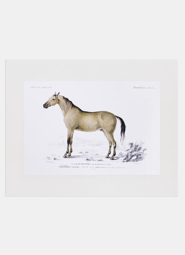 Repro Lithograph