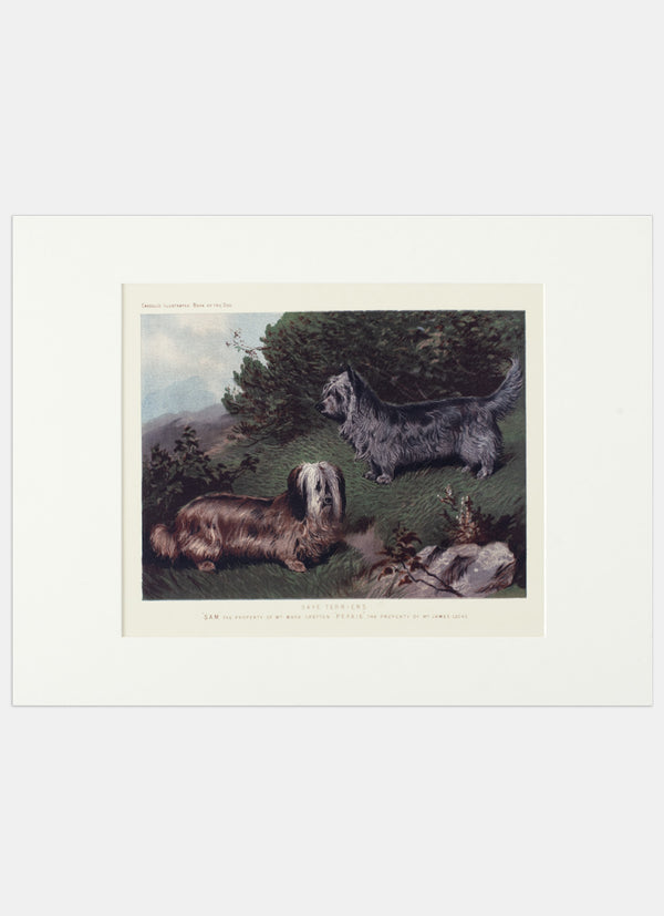 Repro Lithograph - Skye Terriers