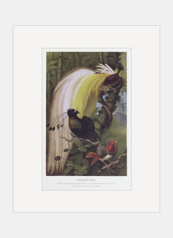 Repro Lithograph - Paradiesvogel