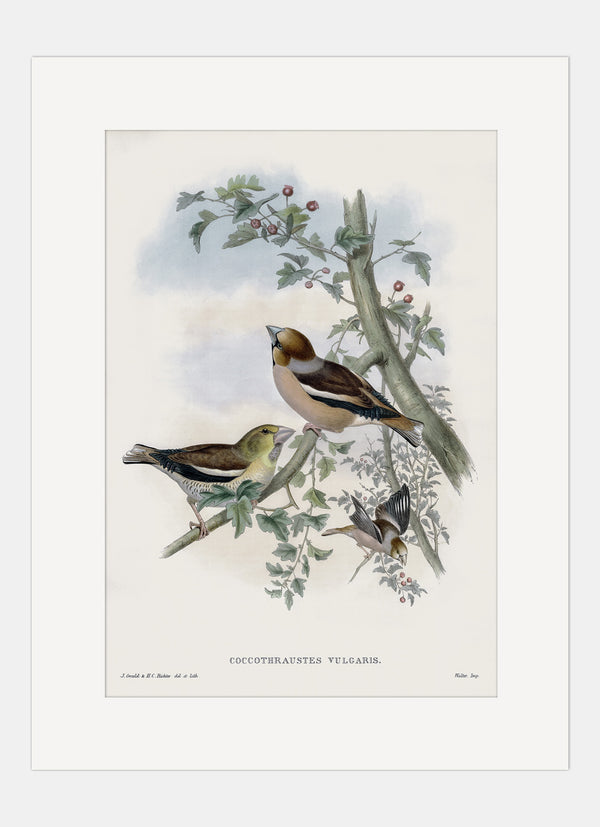 Repro Lithograph - Coccothraustes Vulgaris