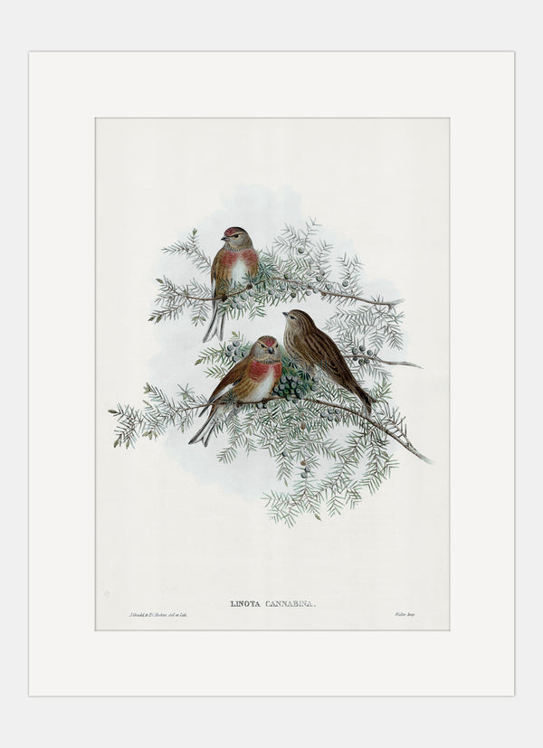 Repro Lithograph - Linota Cannabina