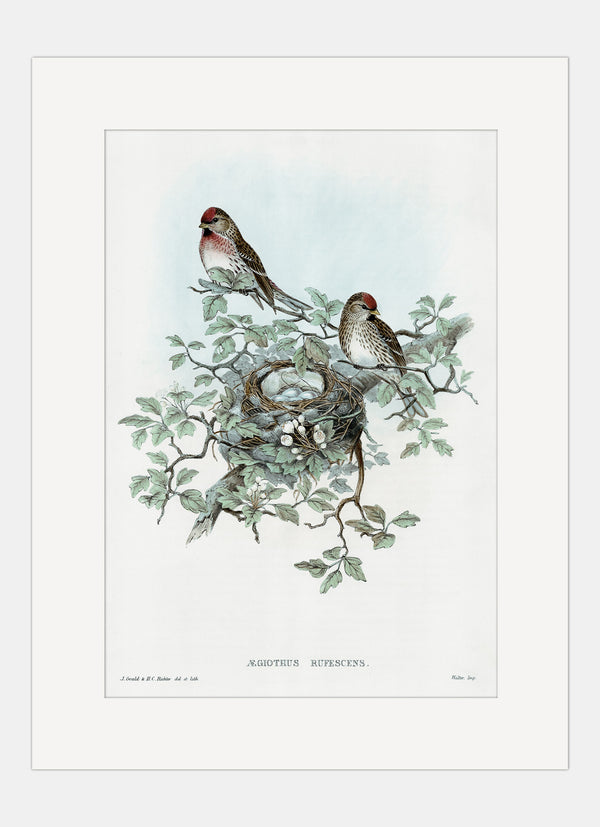 Repro Lithograph - Aegiothus Rufescens