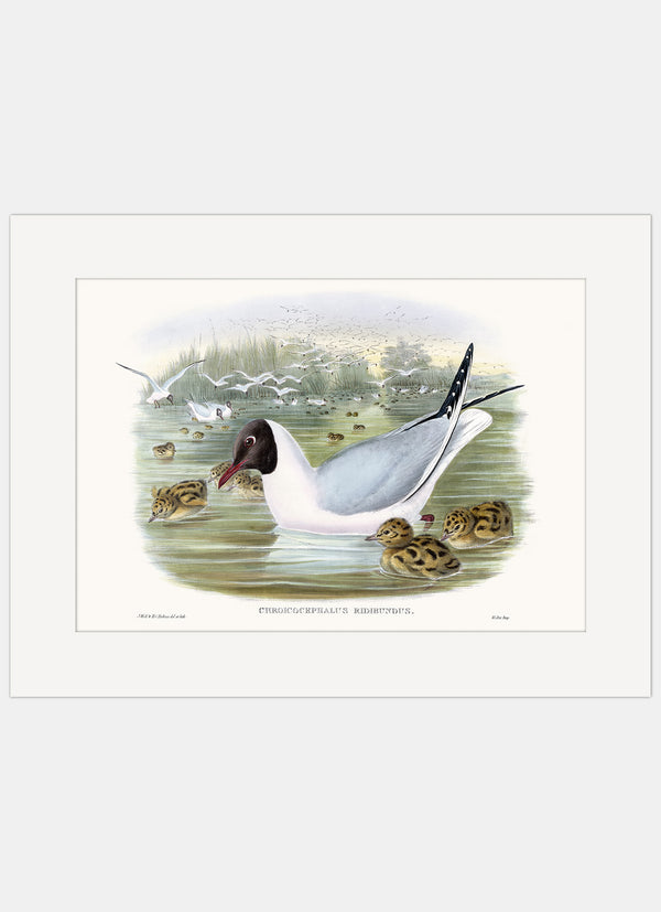 Repro Lithograph - Chroicocephalus Ridibundus