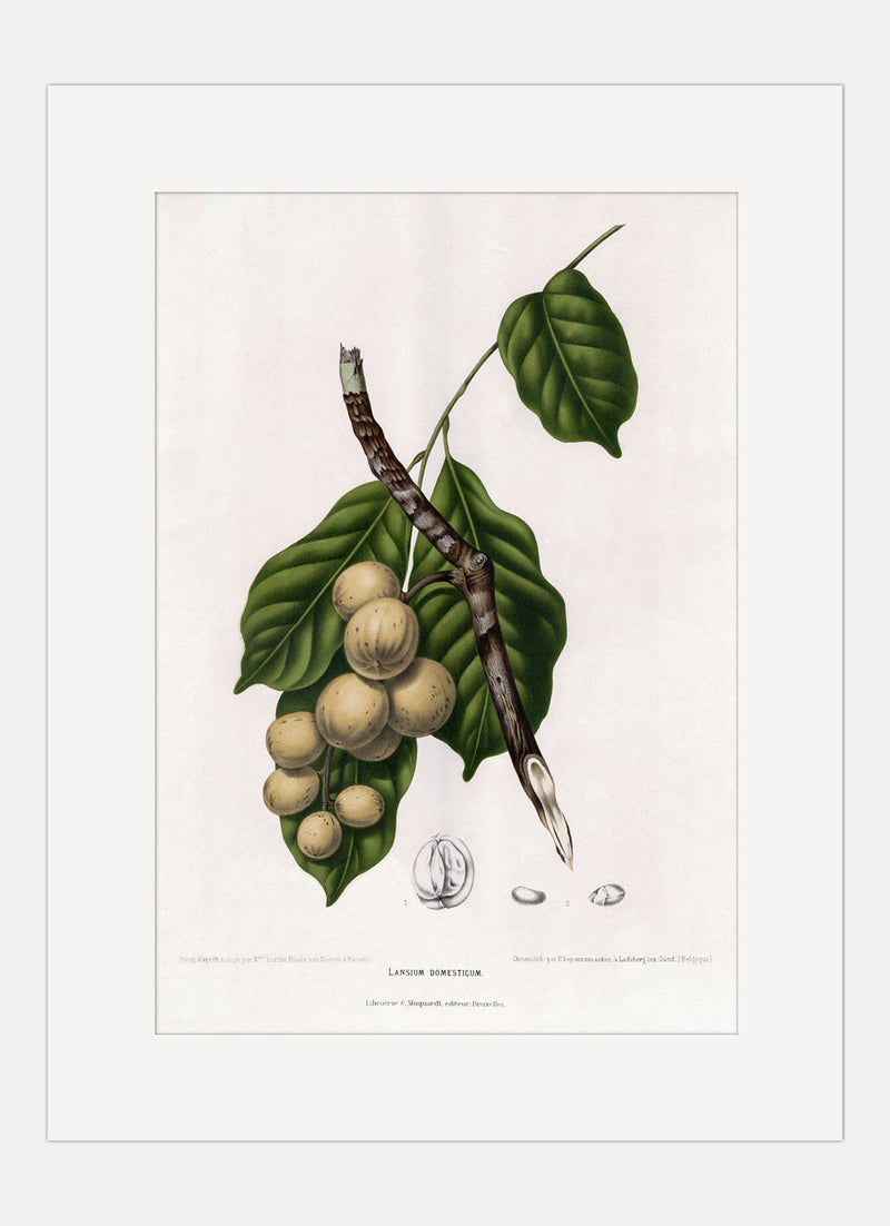 Repro Lithograph - Lansium Domesticum